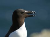 Natural History Razorbill by Maggie White : 20130219_Natural_History, 20130312_Six_Way_Battle_Selection